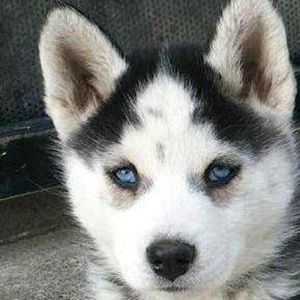 Meet your Posher, Alan